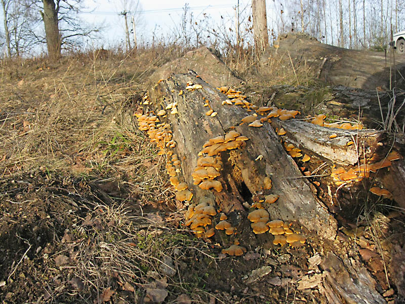En stock översållad av gulaktiga svampar