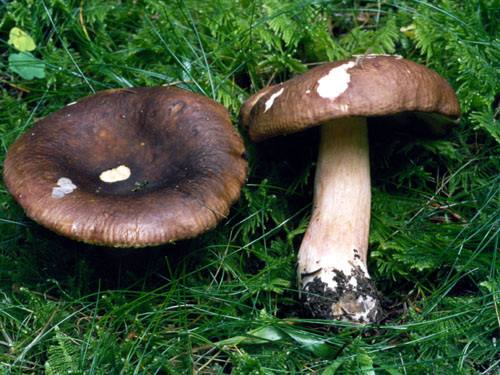 Sillkremla, Russula favrei