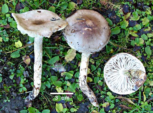 Vitbrun vaxskivling - Hygrophorus persooni