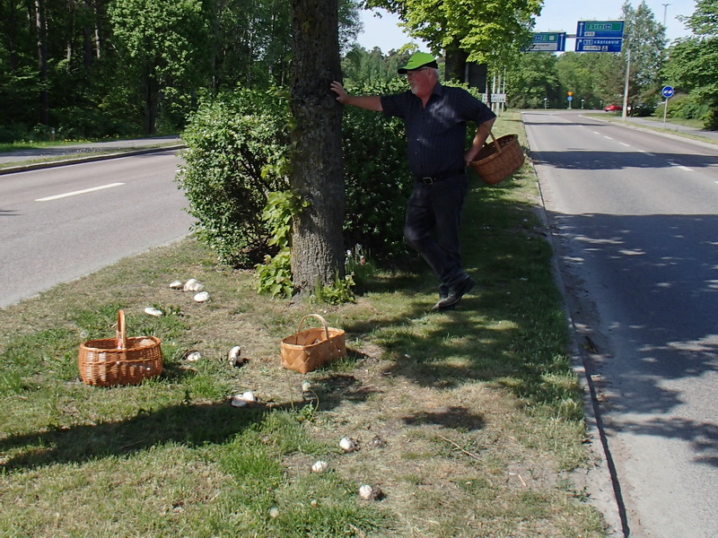 Champinjoner på Malmslättsvägen