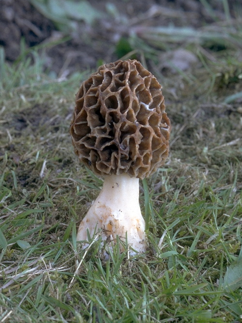 Rund toppmurkla