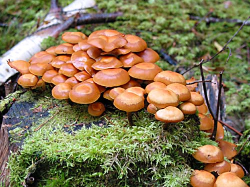 Stor grupp av föränderlig tofsskivling