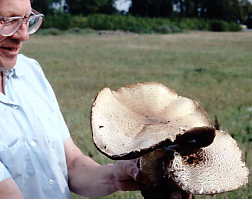 Lennart med praktfulla champinjoner