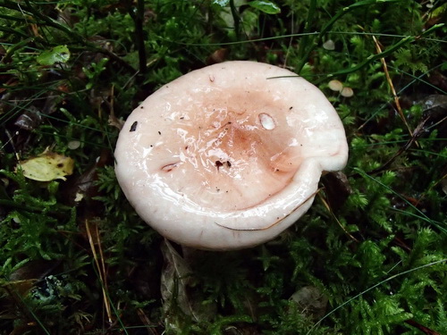 Hatten glänser i väta