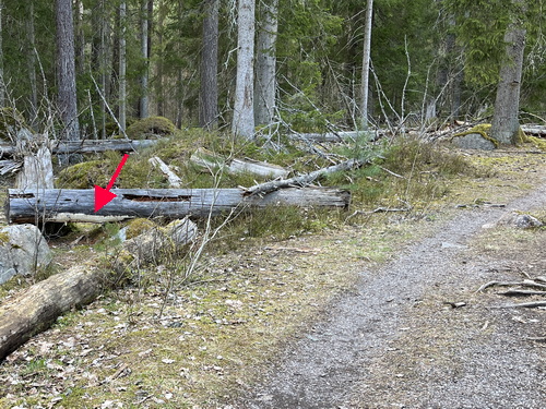 Citronticka på tallstam