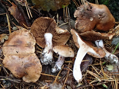 Cortinarius violaceomaculatus