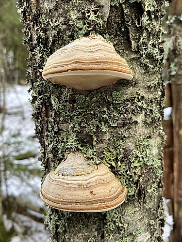 Några yngre fruktkroppar