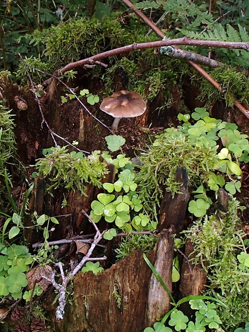 Hjortskölding på en stubbe