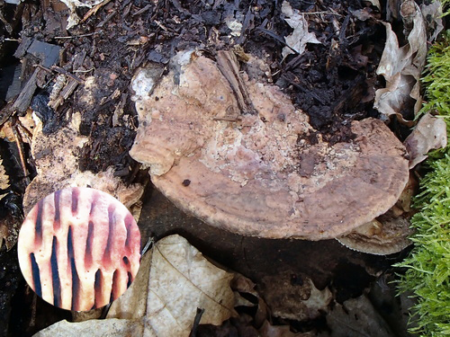 Korkmussling, ovansidan