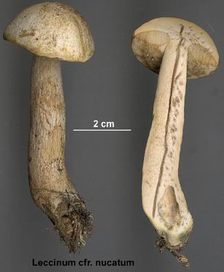 Leccinum nucatum