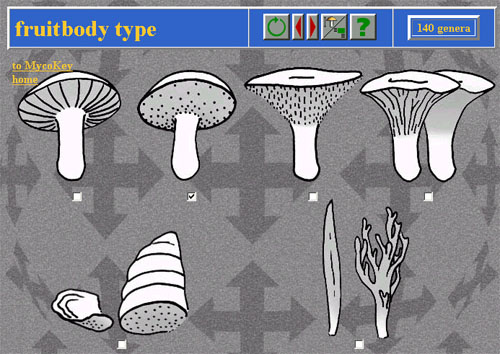 Mycokeynyckel