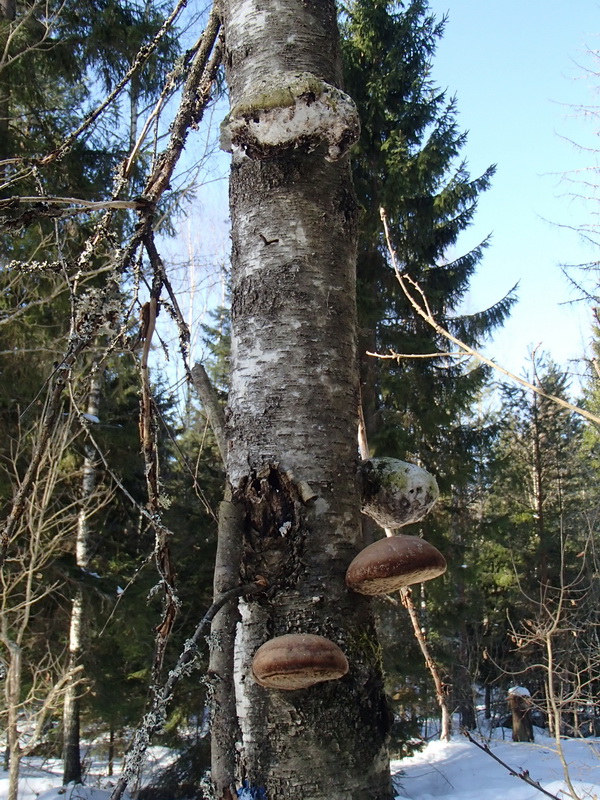 Björktickor av olika åldrar