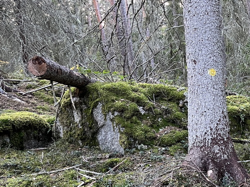 Stocken med rosentickan