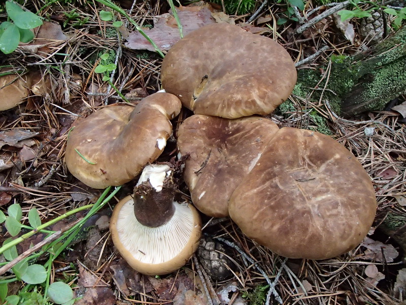 Sammetsfotad pluggskivling