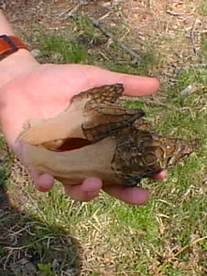 Toppmurklor