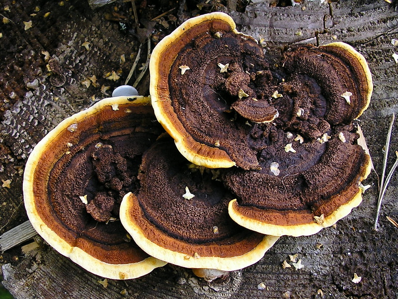 Vedmussling på den sågade ytan av en stubbe