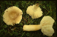 Russula antillaris