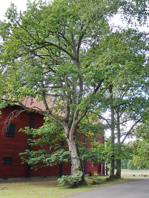 Eken vid Garnisonsmuseet