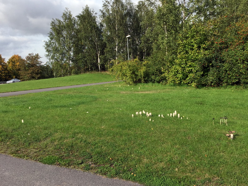 Fjällig bläcksvamp på vägen mot Tornby