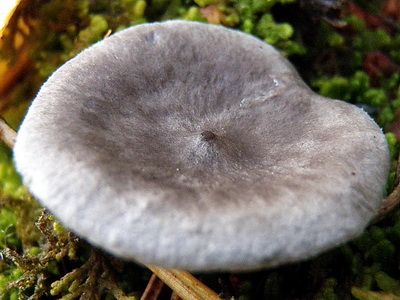 En liten puckel i mitten av hatten
