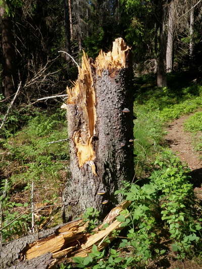 En granstubbe med klibbtickor