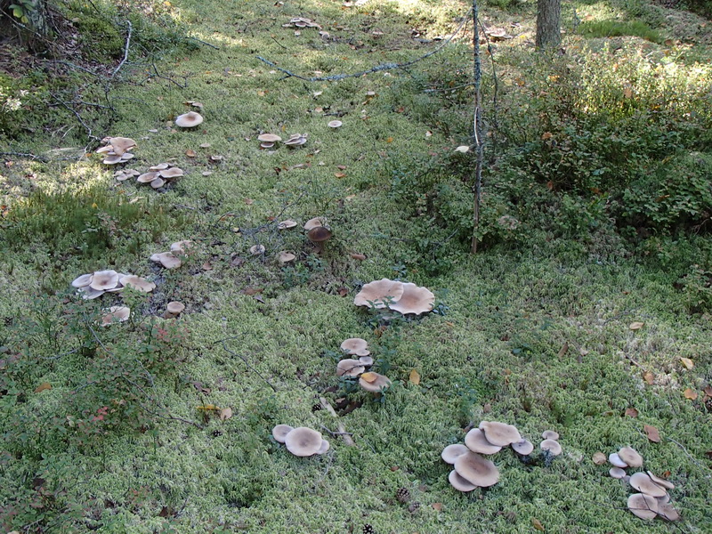 Mängder av lakritsriska