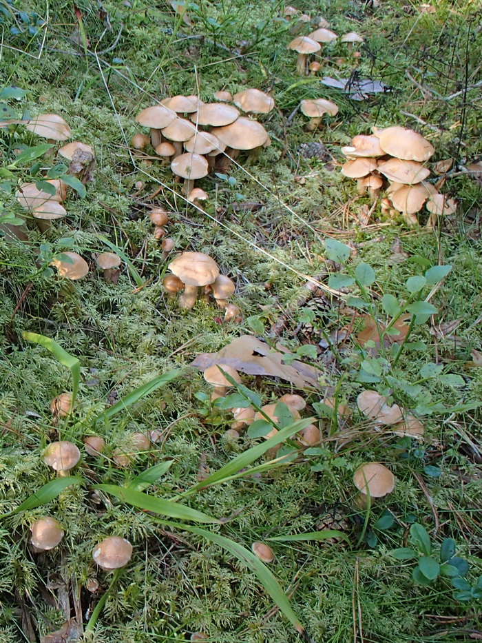 Örsopp i mängder