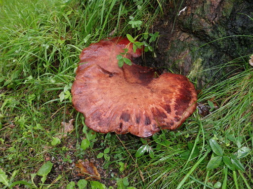 oxtungssvampen på närmare håll