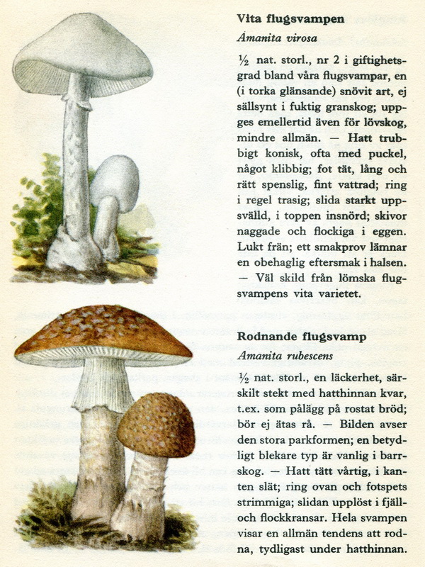 Vit och rodnande flugsvamp på samma sida!