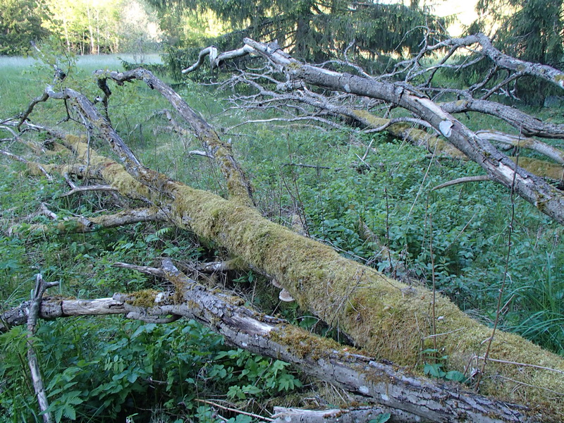 Två fallna sälgar i kanten av våtmarken