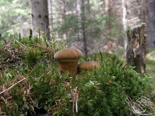 Sammetsfotad pluggskivling