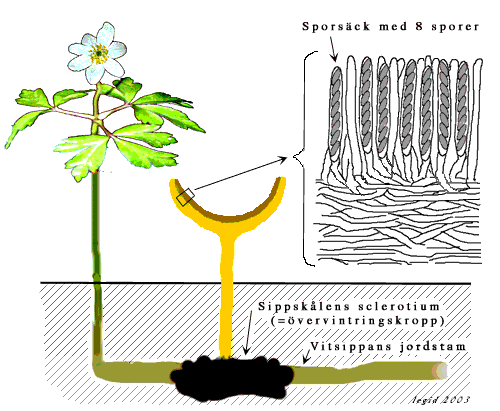 Schematisk bild över sippa och sippskål