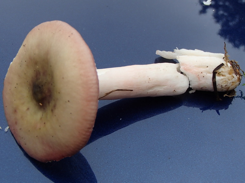 Spädkremla, Russula gracillima