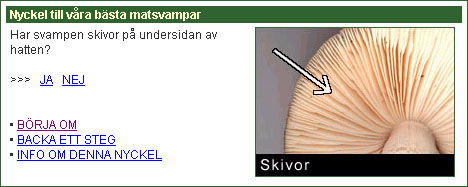 SvampGuidens nyckel