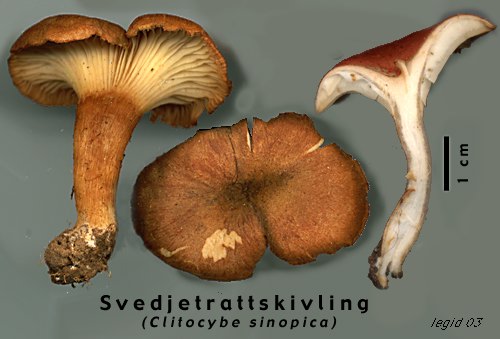 Svedjetrattskivling