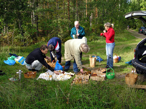 Sortering av svamp